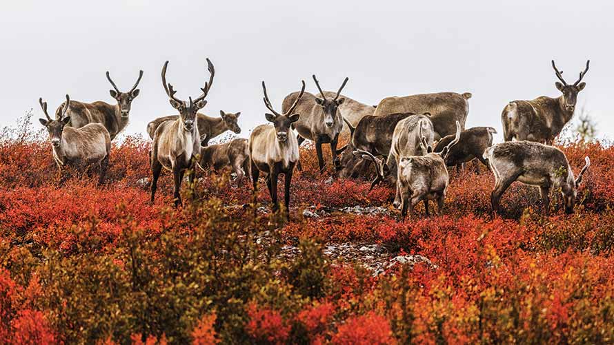 CARIBOU MIGRATION, LEAF RIVER LODGE, QC • JEAN-SIMON BÉGIN