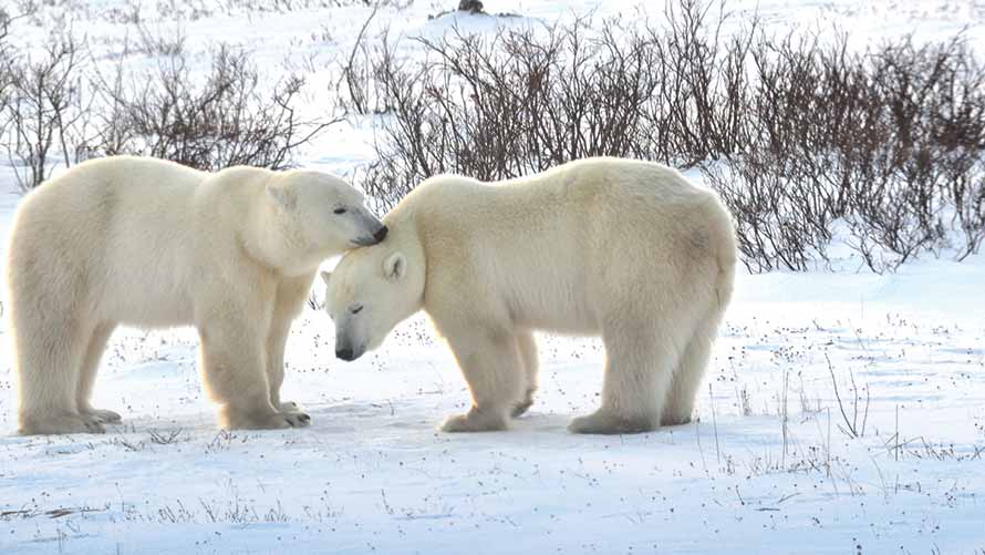 Wildlife Viewing: Call Of The Wild